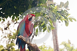 Colorful macaw parrot sitting on the perch