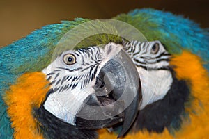 Colorful macaw parrots