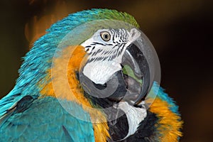 Colorful macaw parrots