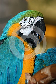 Colorful macaw parrots