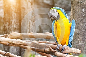 Colorful macaw parrots bird on a tree branch.