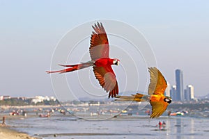 Colorful Macaw parrots flying on the beach.