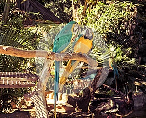 Colorful Macaw Parrots in love