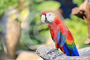 Colorful macaw Red Macaw