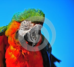 Colorful Macaw ruffled feathers