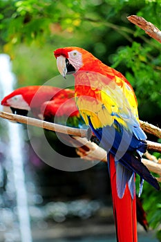 Colorful macaws