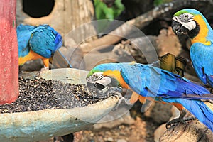 colorful macaws eating seeds