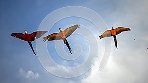 Colorful maccaw on beach