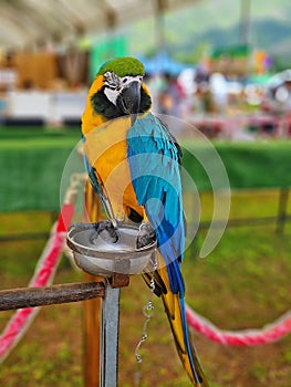 Colorful macow parrot bird, Blue and yellou macow