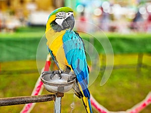 Colorful macow parrot bird, Blue and yellow macow