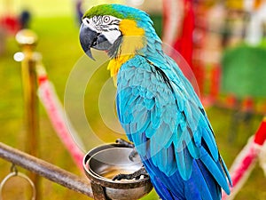 Colorful macow parrot bird, Blue and yellow macow with blurred background.