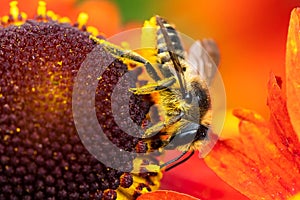 A colorful macro portrait of a honey bee sitting on a red helenium moerheim or mariachi flower collecting pollen to bring back to