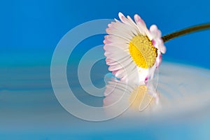 A colorful macro portrait of a white and yellow daisy touching the still surface of some water making for an almost perfect mirror