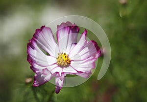 Colorful Magenta and White Cosmos