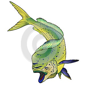 Colorful Mahi Mahi Fish Vector Illlustration