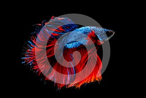 Colorful with main color of blue and red betta fish, Siamese fighting fish was isolated on black background. Fish also action of