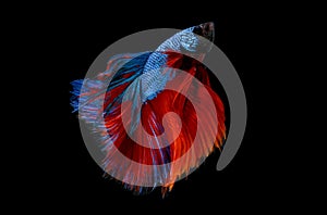 Colorful with main color of blue and red betta fish, Siamese fighting fish was isolated on black background. Fish also action of