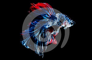 Colorful with main color of blue, red, pink and white betta fish, Siamese fighting fish was isolated on black background