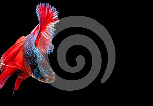 Colorful with main color of blue with red tail betta fish, Siamese fighting fish was isolated on black background