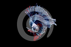 Colorful with main color of blue red and white betta fish, Siamese fighting fish was isolated on black background. Fish also