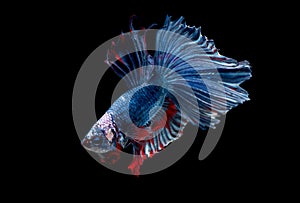 Colorful with main color of blue red and white betta fish, Siamese fighting fish was isolated on black background. Fish also