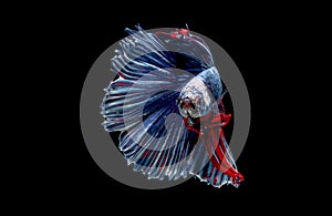 Colorful with main color of blue red and white betta fish, Siamese fighting fish was isolated on black background. Fish also