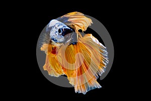 Colorful with main color of dark blue, white and yellow betta fish, Siamese fighting fish was isolated on black background