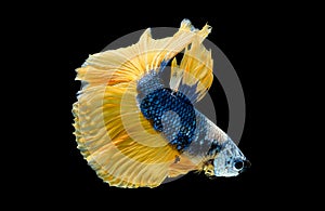 Colorful with main color of dark blue, white and yellow betta fish, Siamese fighting fish was isolated on black background