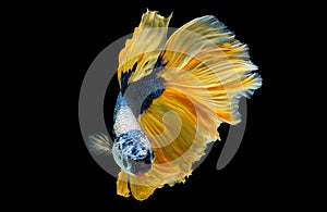 Colorful with main color of dark blue, white and yellow betta fish, Siamese fighting fish was isolated on black background