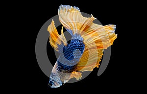 Colorful with main color of dark blue, white and yellow betta fish, Siamese fighting fish was isolated on black background