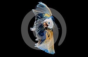 Colorful with main color of dark blue, white and yellow betta fish, Siamese fighting fish was isolated on black background