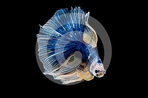 Colorful with main color of dark blue, white and yellow betta fish, Siamese fighting fish was isolated on black background