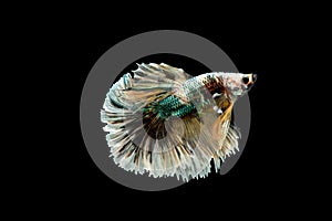 Colorful with main color of green, black and yellow betta fish, Siamese fighting fish was isolated on black background