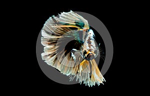 Colorful with main color of green, black and yellow betta fish, Siamese fighting fish was isolated on black background