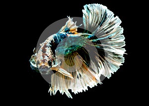 Colorful with main color of green, black and yellow betta fish, Siamese fighting fish was isolated on black background