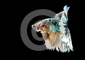 Colorful with main color of green, black and yellow betta fish, Siamese fighting fish was isolated on black background