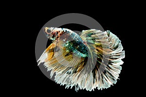 Colorful with main color of green, black and yellow betta fish, Siamese fighting fish was isolated on black background