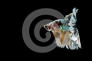 Colorful with main color of green, black and yellow betta fish, Siamese fighting fish was isolated on black background