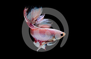 Colorful with main color of light pink, blue and red betta fish, Siamese fighting fish was isolated on black background and it