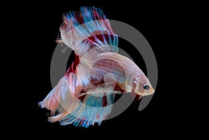 Colorful with main color of light pink, blue and red betta fish, Siamese fighting fish was isolated on black background. Fish also