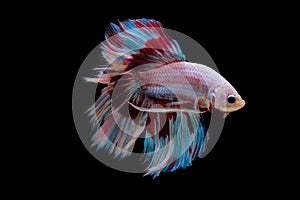 Colorful with main color of light pink, blue and red betta fish, Siamese fighting fish was isolated on black background and it has