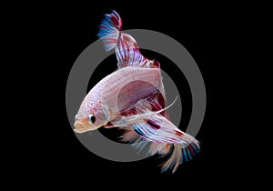Colorful with main color of light pink, blue and red betta fish, Siamese fighting fish was isolated on black background and it has