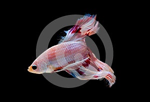 Colorful with main color of light pink, blue and red betta fish, Siamese fighting fish was isolated on black background and it has