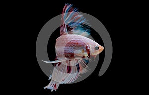 Colorful with main color of light pink, blue and red betta fish, Siamese fighting fish was isolated on black background and it has