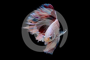 Colorful with main color of light pink, blue and red betta fish, Siamese fighting fish was isolated on black background and it has