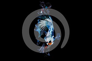 Colorful with main color of metal green and white betta fish, Siamese fighting fish was isolated on black background. Fish also