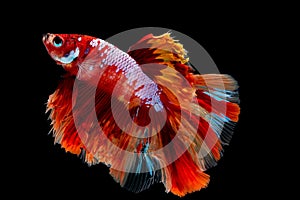 Colorful with main color of red, pink, blue and yellow betta fish, Siamese fighting fish was isolated on black background. Fish