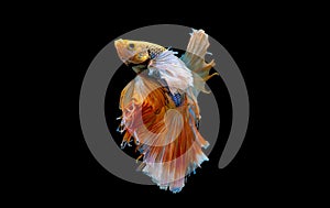 Colorful with main color of white and yellow betta fish, Siamese fighting fish was isolated on black background. Fish also action