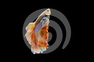 Colorful with main color of white and yellow betta fish, Siamese fighting fish was isolated on black background. Fish also action
