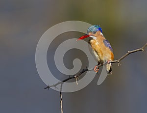 Colorful Malachite Kingfisher